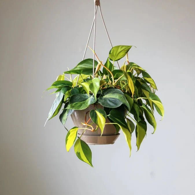 Hanging indoor plants cascading from ceiling planters in a bright room