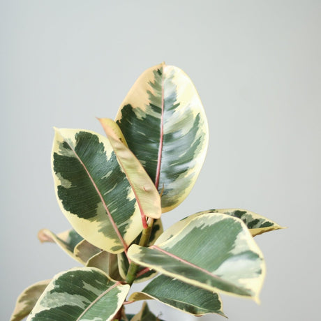 Ficus plants with glossy leaves arranged in decorative indoor pots