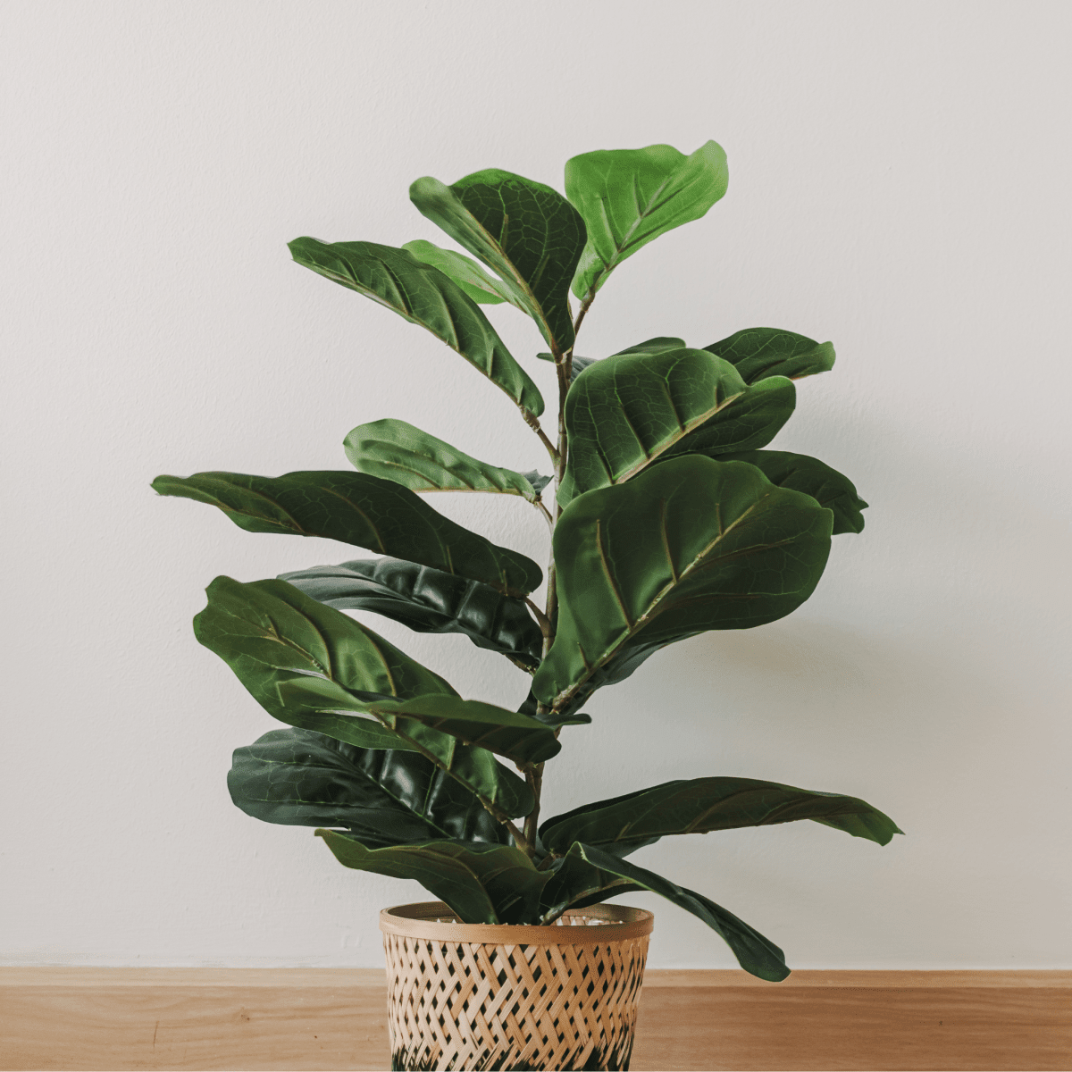 Fiddle Leaf Fig Care Guide for Thriving Greenery - Ed's Plant Shop