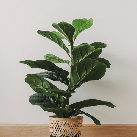 Fiddle Leaf Fig Care Guide for Thriving Greenery - Ed's Plant Shop