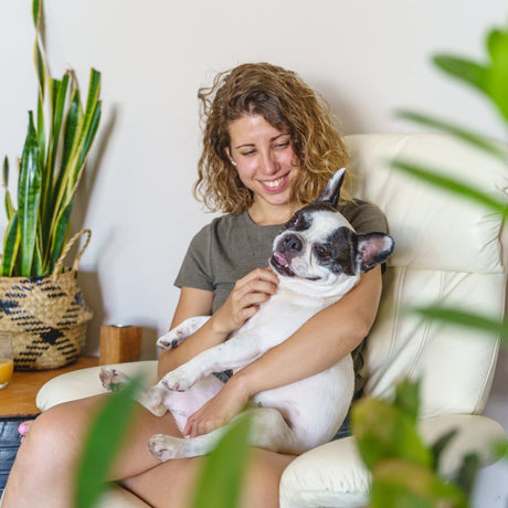 Pet-friendly houseplants arranged safely in a pet-friendly home setting