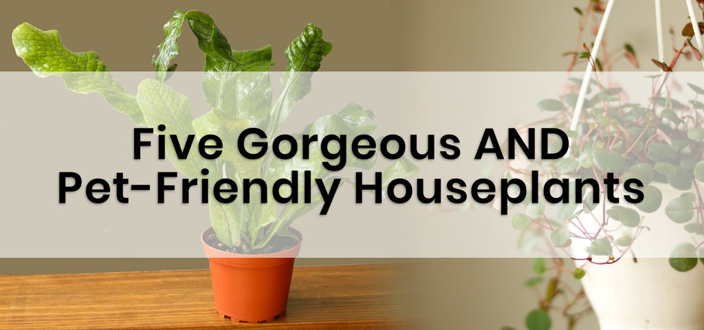 Five Gorgeous AND Pet-Friendly Houseplants - Ed's Plant Shop