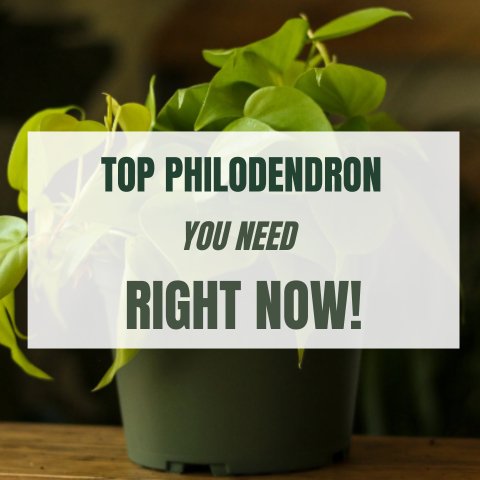Five Philodendron You Need Right Now - Ed's Plant Shop