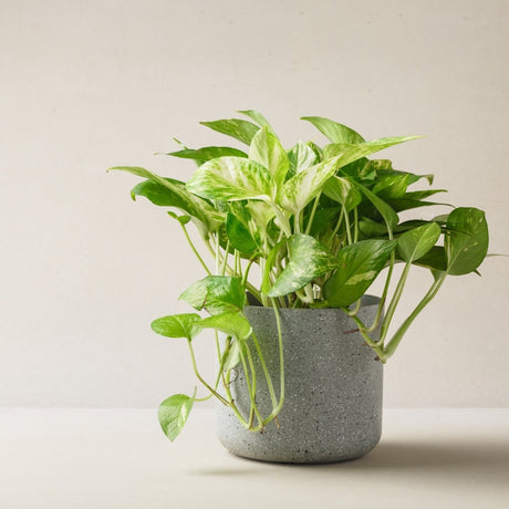 Selection of trailing plants cascading from shelves and hanging pots