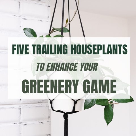 Five Trailing Houseplants to Enhance Your Greenery Game - Ed's Plant Shop