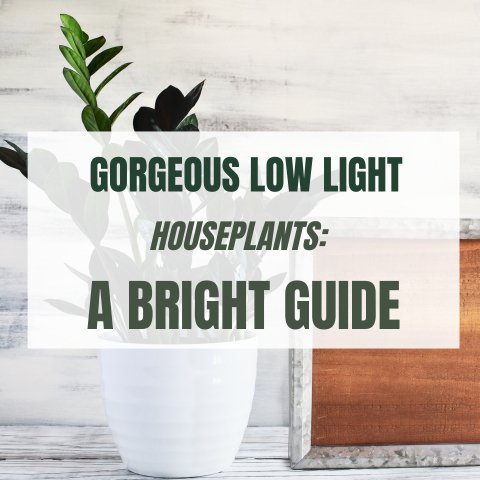 Gorgeous Low Light Houseplants: A Bright Guide - Ed's Plant Shop
