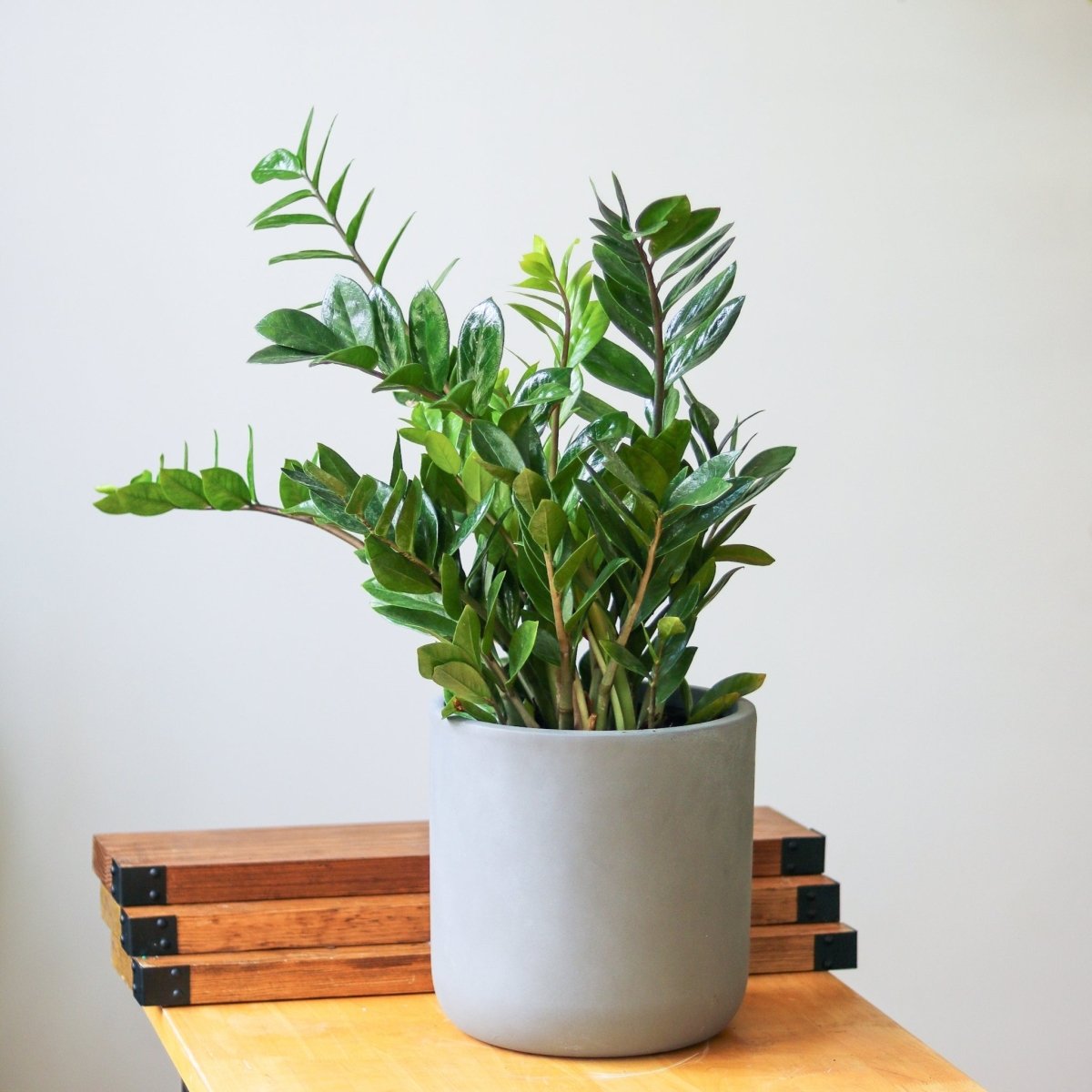 Discover 5 Houseplants Thriving in Low-Light Conditions  Ed's Plant Shop