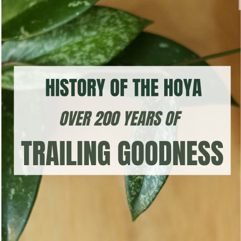 History Of the Hoya - Over 200 Years Of Hanging Goodness - Ed's Plant Shop