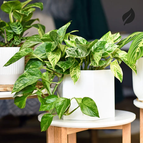 Indoor plants thriving in bright spring light near a window
