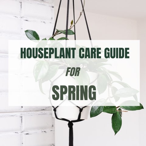Houseplant Care Guide For Spring - Ed's Plant Shop