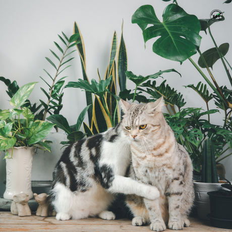 Cat-Friendly Houseplants