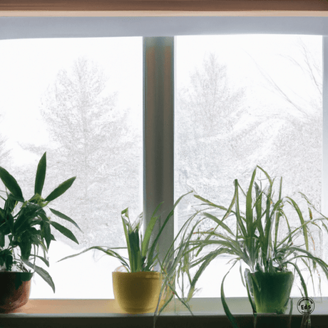 How to Care for Tropical Plants During Winter - Ed's Plant Shop