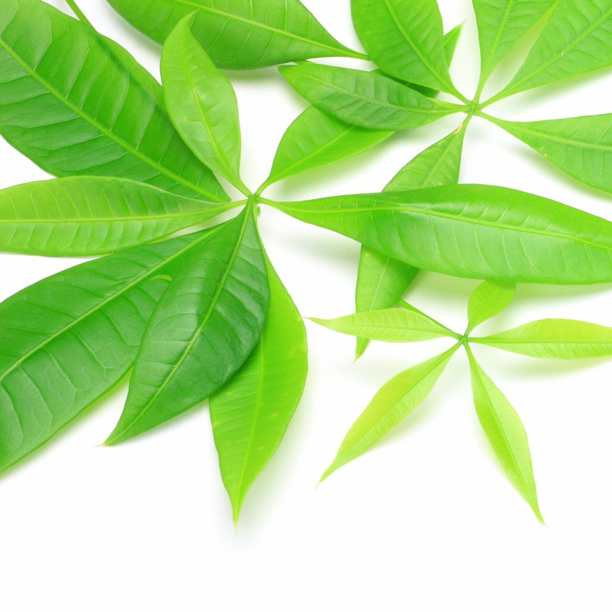 Healthy Money Tree plant with braided trunk displayed in bright indirect light
