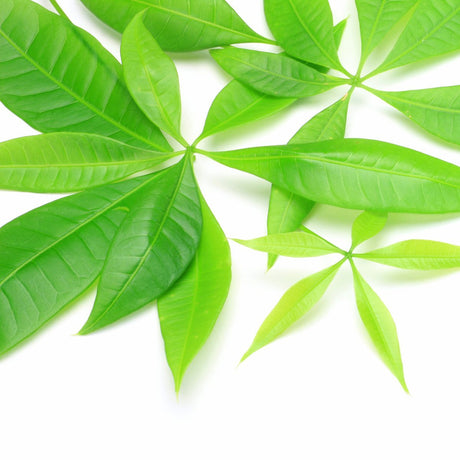 Healthy Money Tree plant with braided trunk displayed in bright indirect light