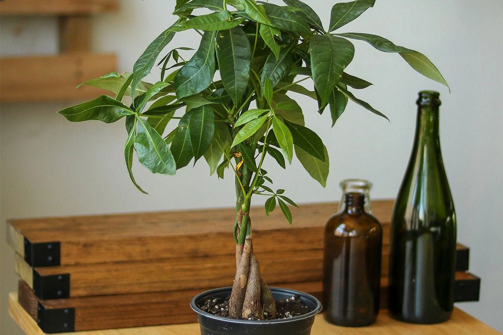 How To Care For Your Money Tree: A Beginner's Guide - Ed's Plant Shop