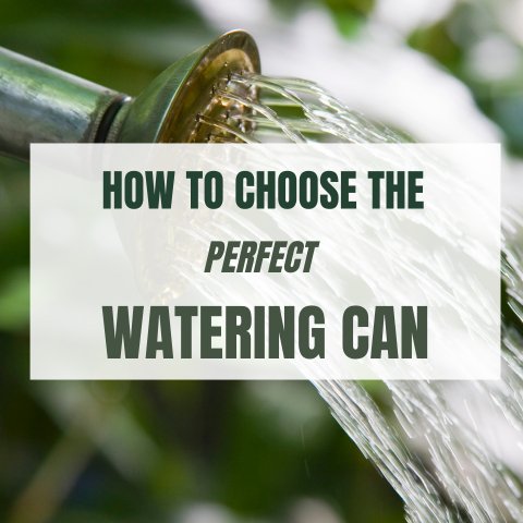 How to Choose the Perfect Watering Can - Ed's Plant Shop