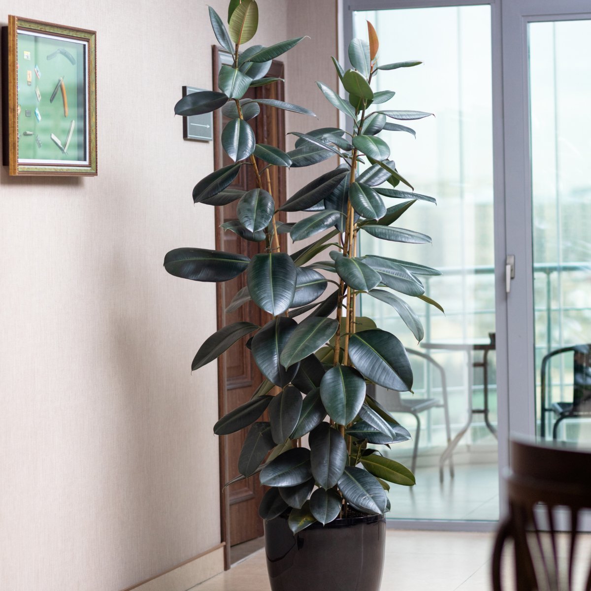 Rubber plant stem cuttings prepared for propagation in water or soil