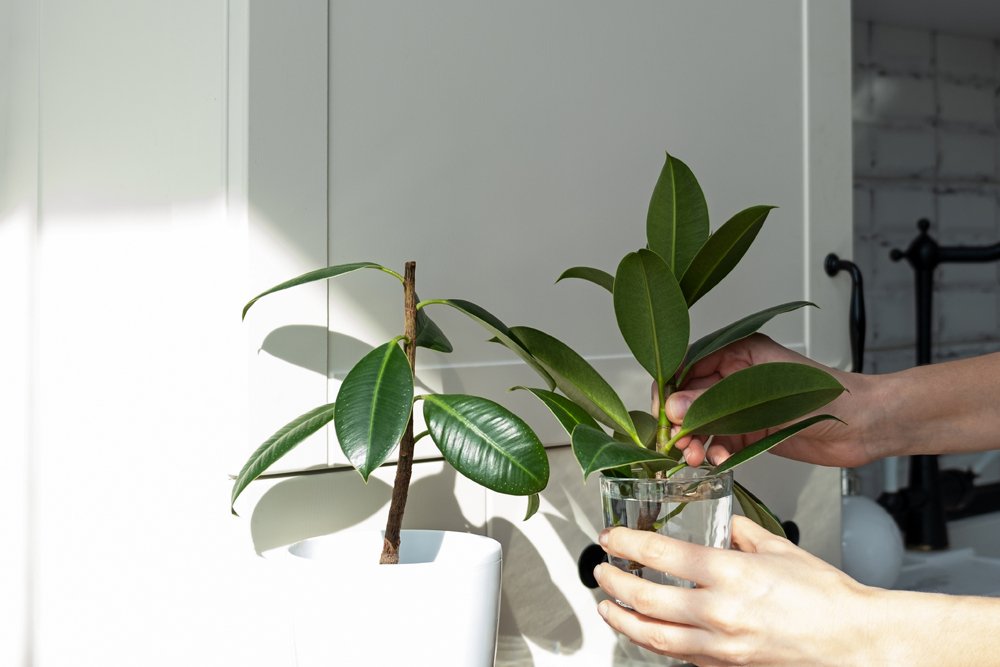 How To Easily Propagate Your Rubber Plant - Ed's Plant Shop