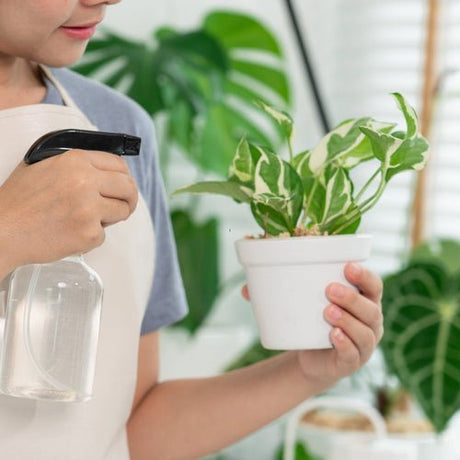 Person misting the leaves of a houseplant with a spray bottle