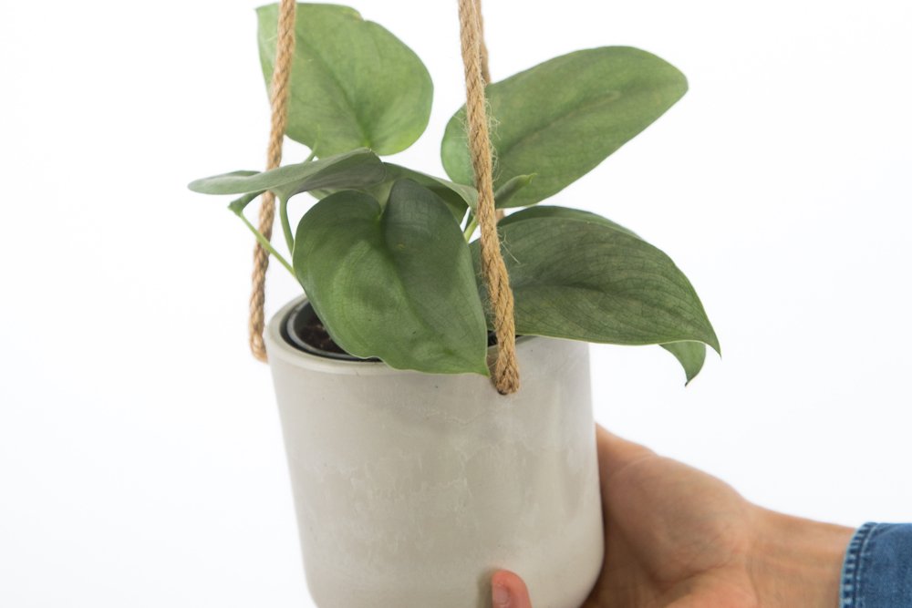 How To Increase Humidity For Your Houseplants - Ed's Plant Shop