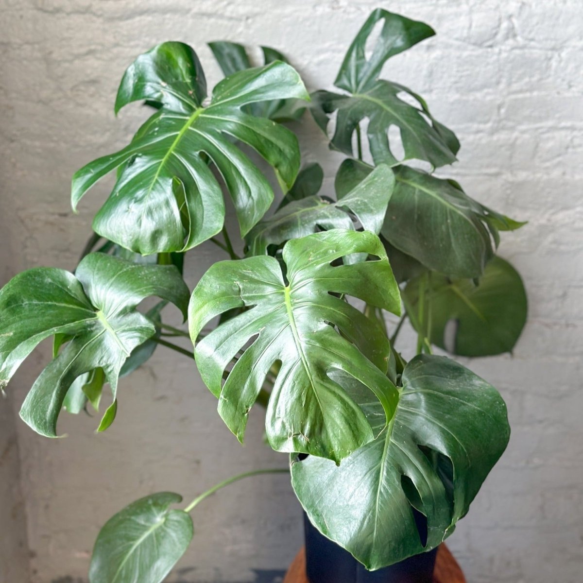 Lush indoor houseplants thriving in bright summer light on a windowsill