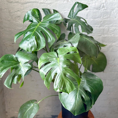Lush indoor houseplants thriving in bright summer light on a windowsill