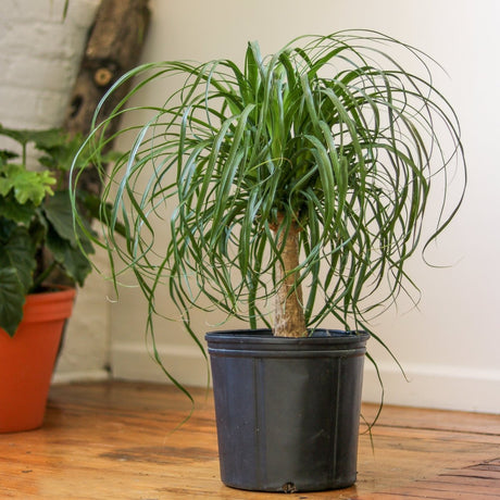 Ponytail palm with thick trunk and long arching leaves displayed in bright light