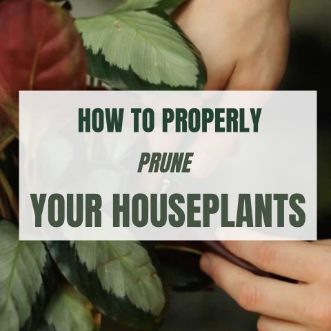 How To Properly Prune Your Houseplants - Ed's Plant Shop