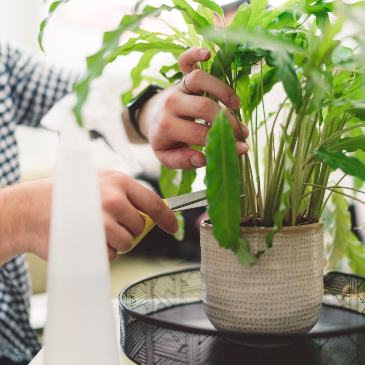 Gardener using pruning shears to trim leaves on an indoor plant
