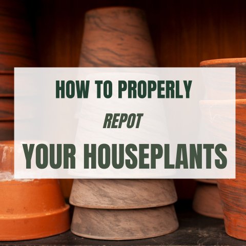 How To Properly Repot Your Houseplants - Ed's Plant Shop