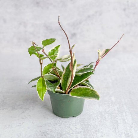 Hoya Carnosa ‘Krimson Queen’ Wax Plant – Hoya care guide by Ed’s Plant Shop