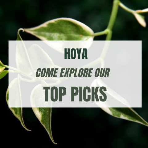 Hoya: Come Explore Our Top Five Picks - Ed's Plant Shop