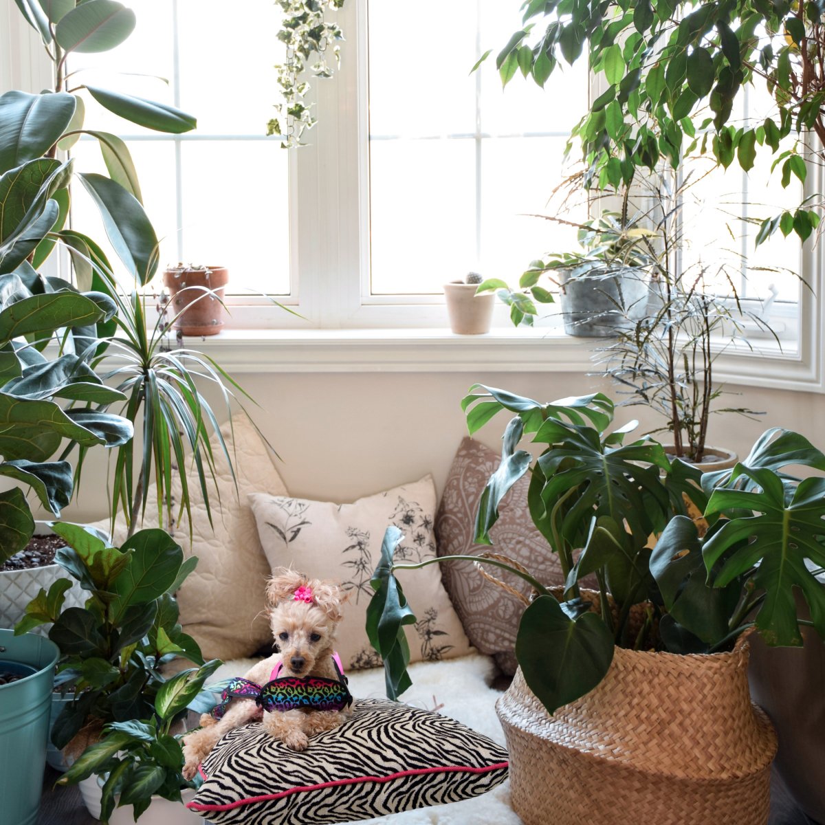 Jungle Decor Inspirations For Your Living Room - Ed's Plant Shop