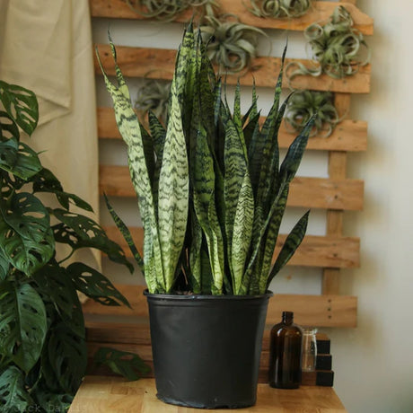 7 Best Plants For An Office With No Windows - Ed's Plant Shop