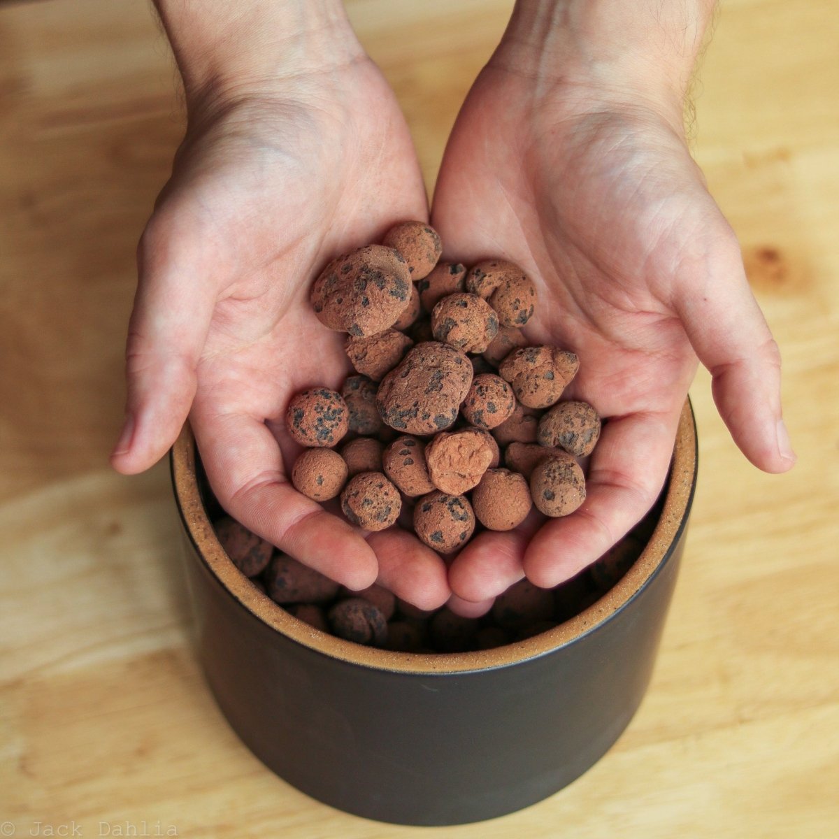 LECA Houseplant Growing Guide | Benefits & Care Tips  Ed's Plant Shop