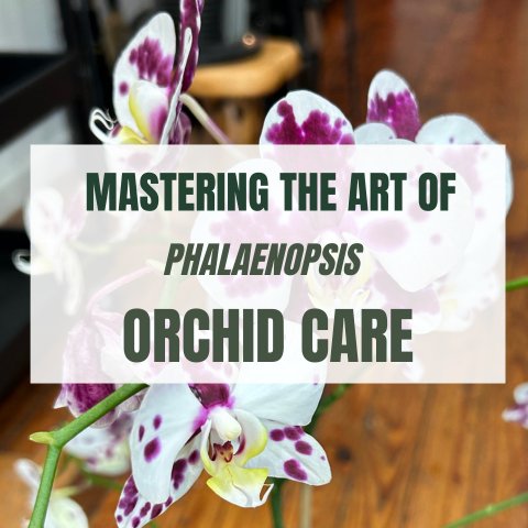 Mastering the Art of Phalaenopsis Orchid Care - Ed's Plant Shop
