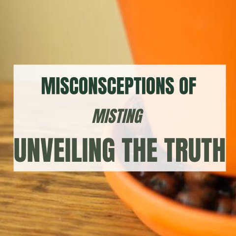 Misconceptions Of Misting: Unveiling the Truth - Ed's Plant Shop