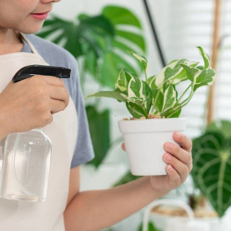 How to Increase Humidity for Houseplants: 5 Effective Alternatives to Misting - Ed's Plant Shop