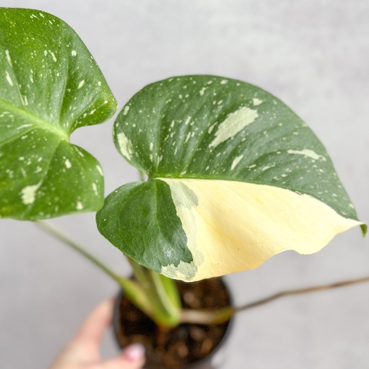 monkey monstera kaufen Monstera Monkey Leaf | 25 cm main image 1