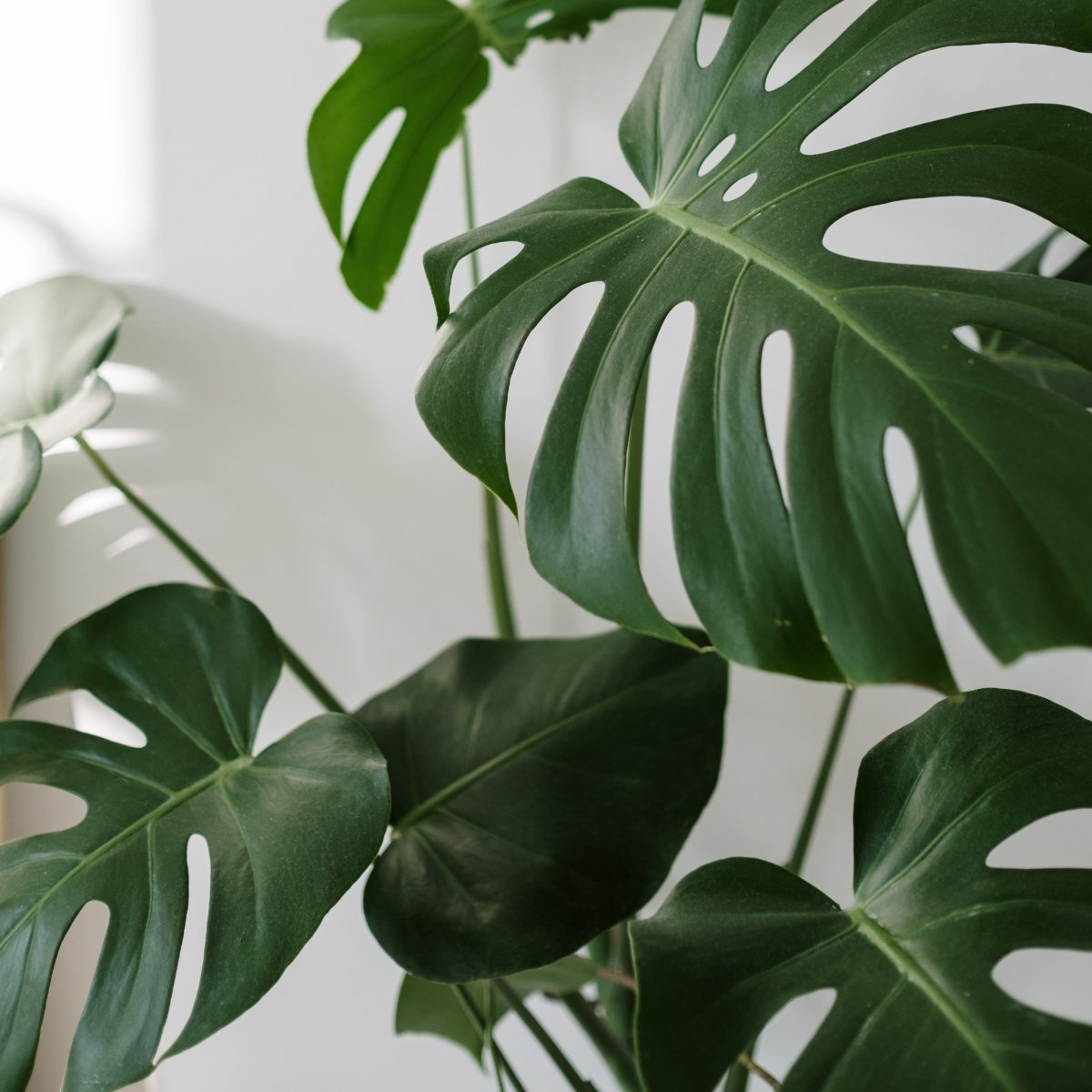 Monstera plant with a mix of green and yellowing fenestrated leaves