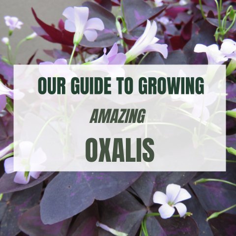 Our Guide To Growing Amazing Oxalis - Ed's Plant Shop
