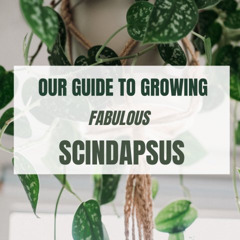 Our Guide To Growing Fabulous Scindapsus - Ed's Plant Shop