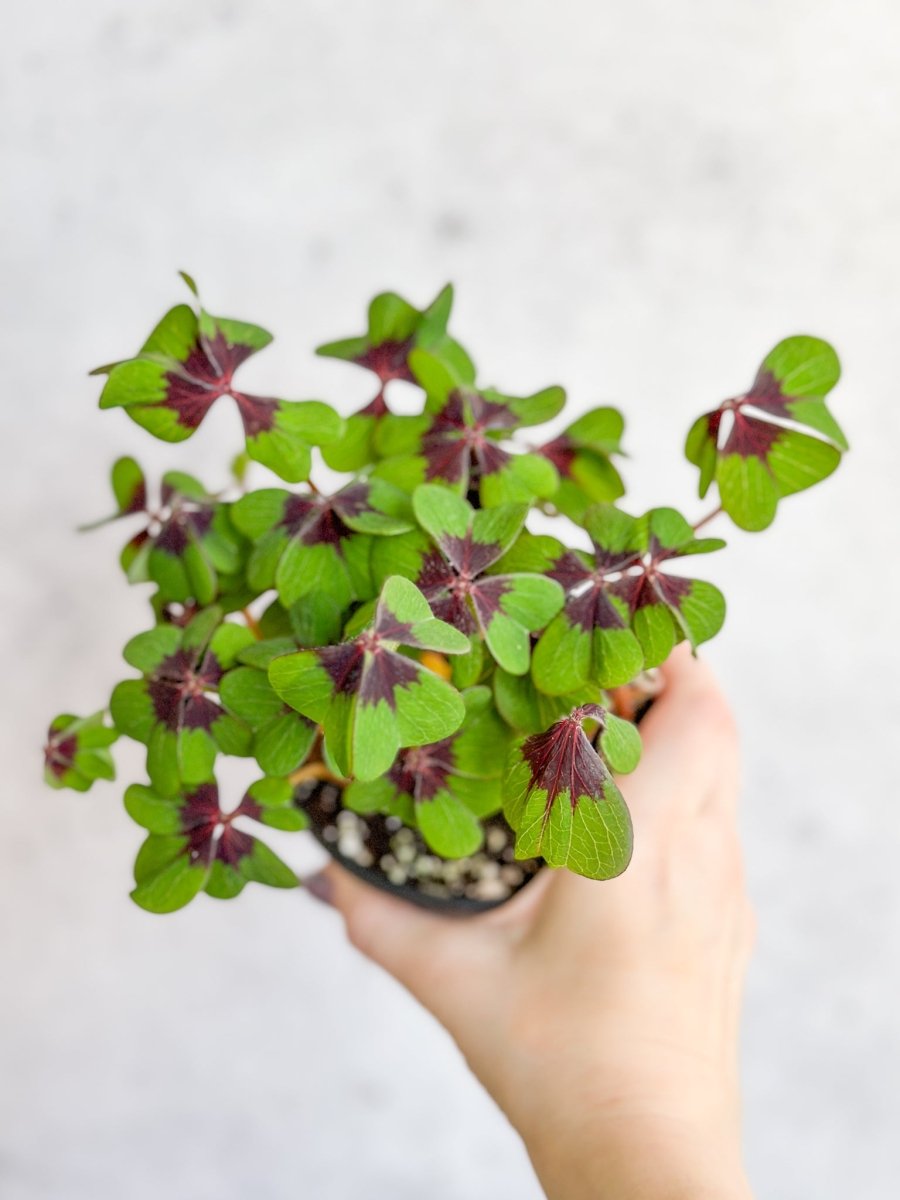 Oxalis Care Guide: Care Guide: Watering, Light, Soil & Common Issues - Ed's Plant Shop