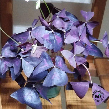 Oxalis Made Easy - Grow Oxalis Like A Pro - Ed's Plant Shop