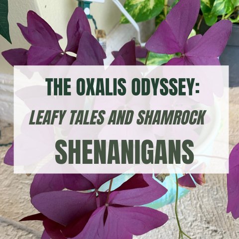 Oxalis Odyssey: Leafy Tales and Shamrock Shenanigans - Ed's Plant Shop