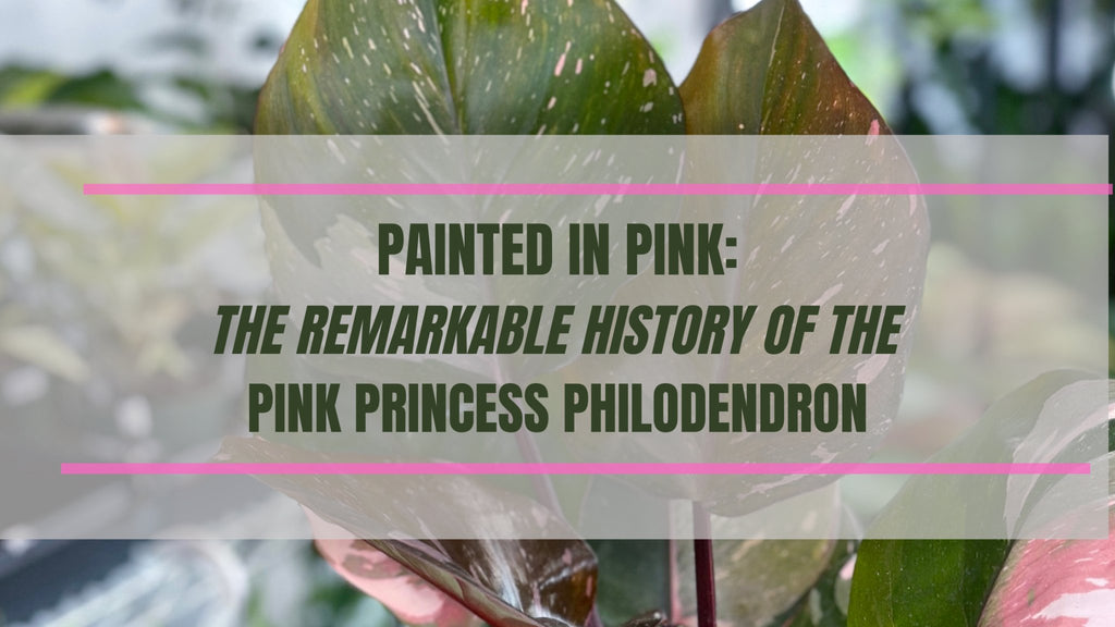 Painted in Pink: The Remarkable History of Pink Princess Philodendron - Ed's Plant Shop
