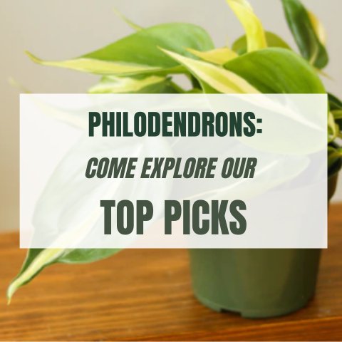 Philodendrons: Come Explore Our Top Picks - Ed's Plant Shop