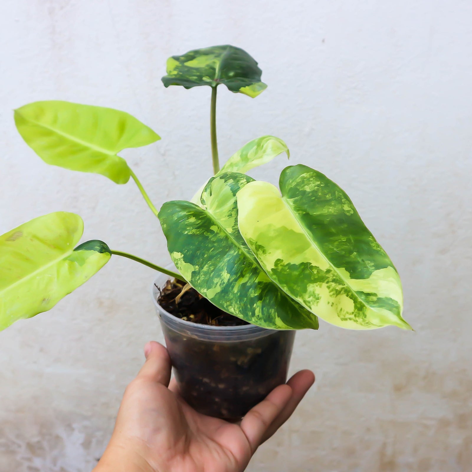 A Complete Guide to Philodendron Care - Ed's Plant Shop