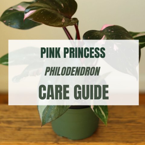 Pink Princess Philodendron Care Guide - Ed's Plant Shop