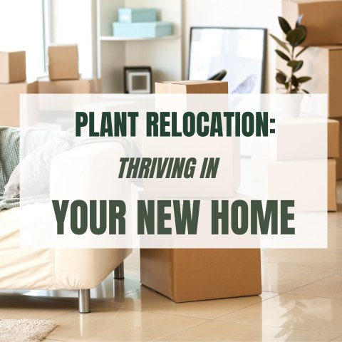 Plant Relocation: Thriving in Your New Home - Ed's Plant Shop